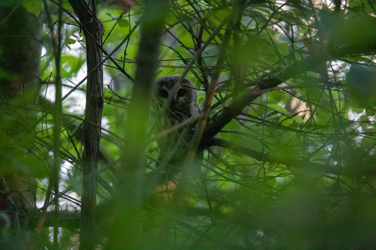 Northern Saw-whet Owl - ML382443031