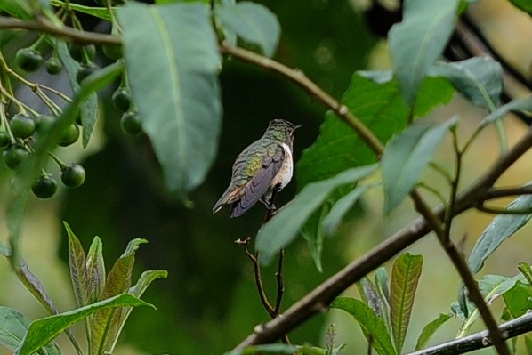 Scintillant Hummingbird - ML38244311