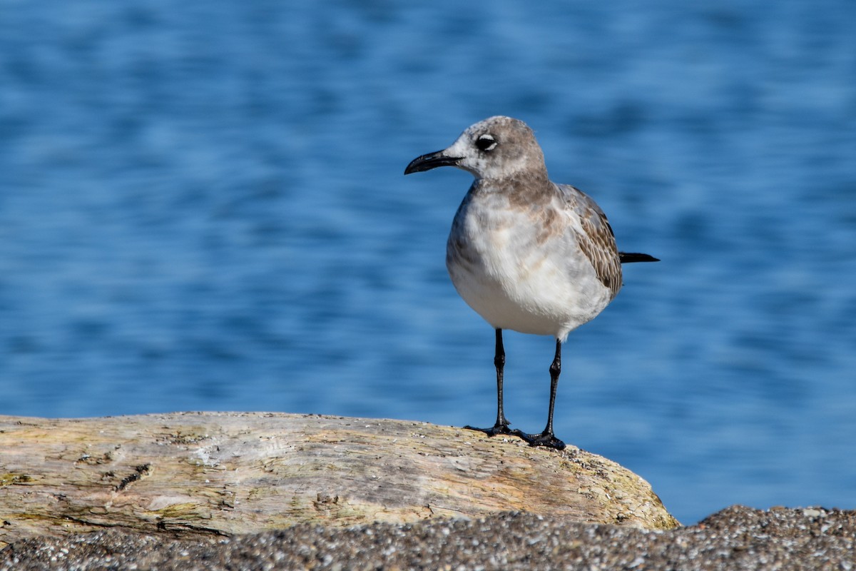 Laughing Gull - ML382444561