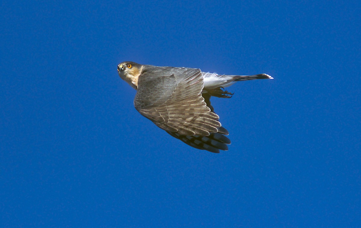 Sharp-shinned Hawk - ML382447941