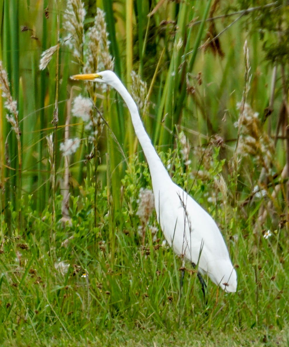 Great Egret - ML38245101