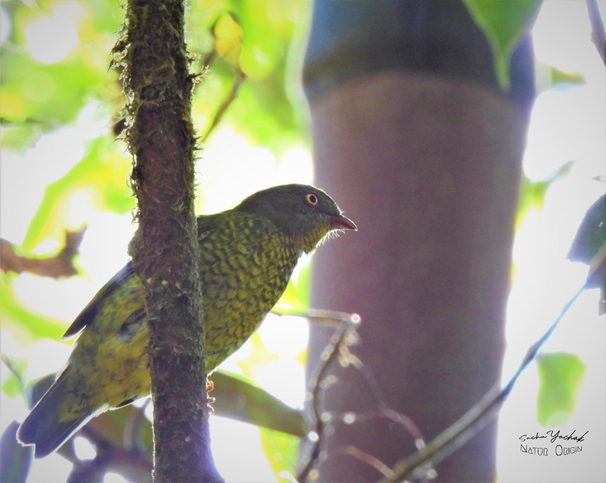 Cotinga chevalier (frontalis) - ML382451691