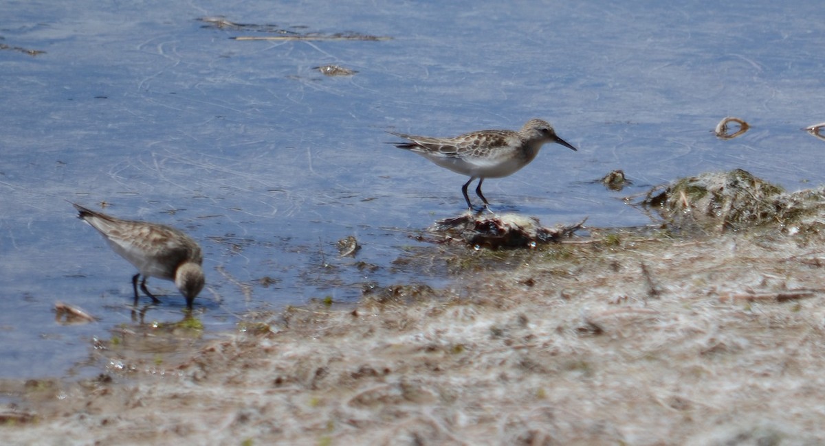 Baird's Sandpiper - Viviana Fuentes