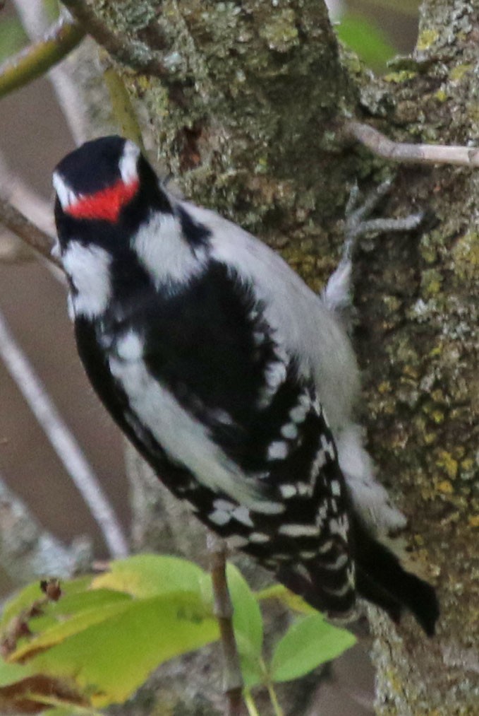 Downy Woodpecker - ML382451921