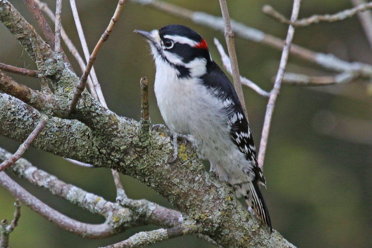 Downy Woodpecker - ML382452041