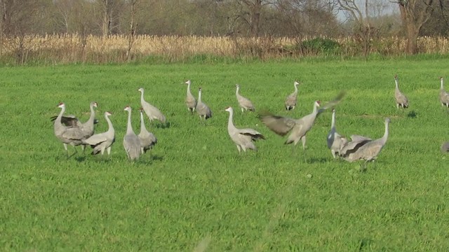 Kurrilo kanadarra - ML382453121