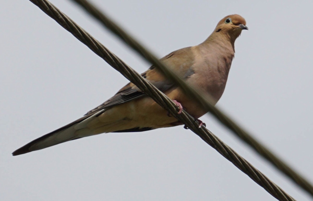 Mourning Dove - Doreen LePage