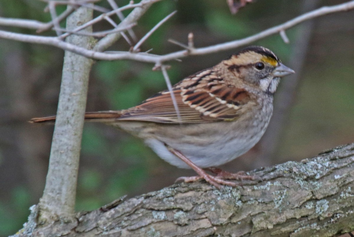 White-throated Sparrow - ML382454621