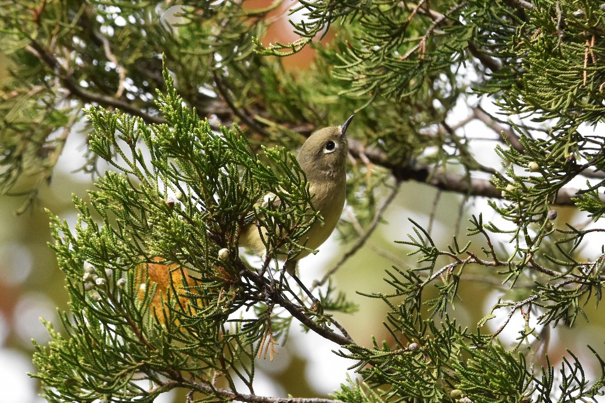 Ruby-crowned Kinglet - ML382456051