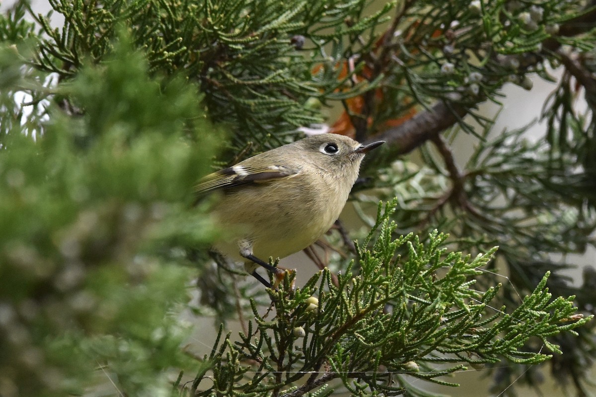 Ruby-crowned Kinglet - ML382456301