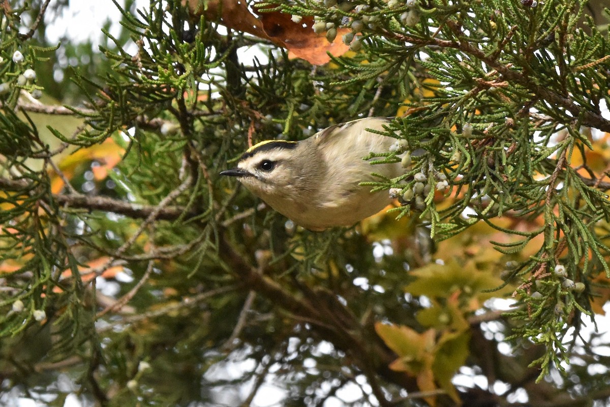 Golden-crowned Kinglet - ML382456461