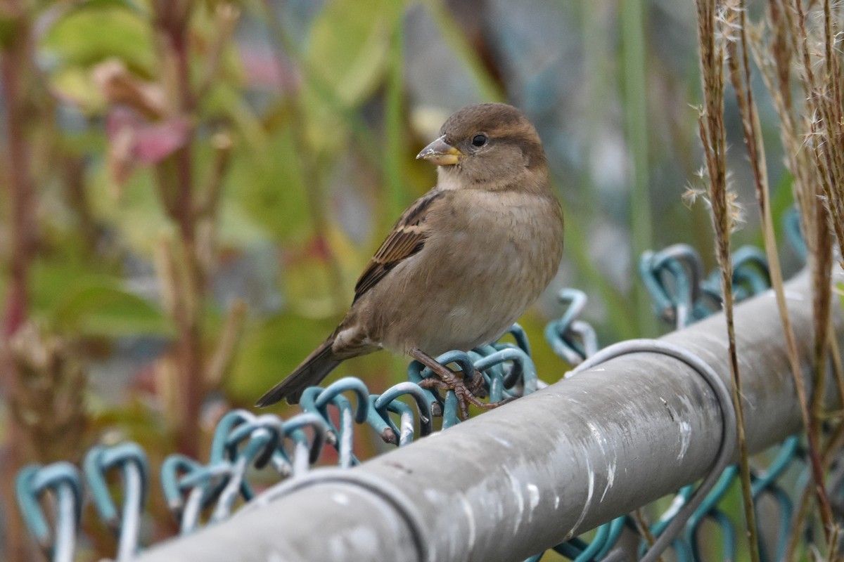 House Sparrow - ML382456581