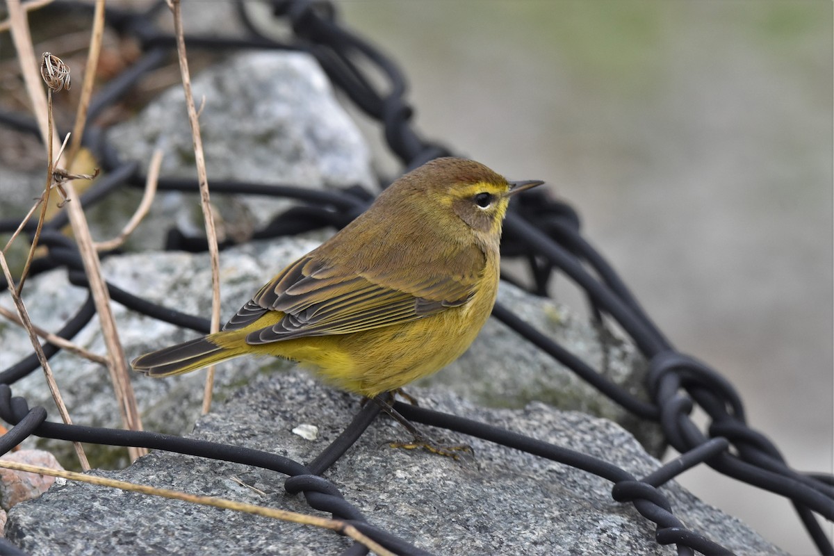 Palm Warbler - ML382456721