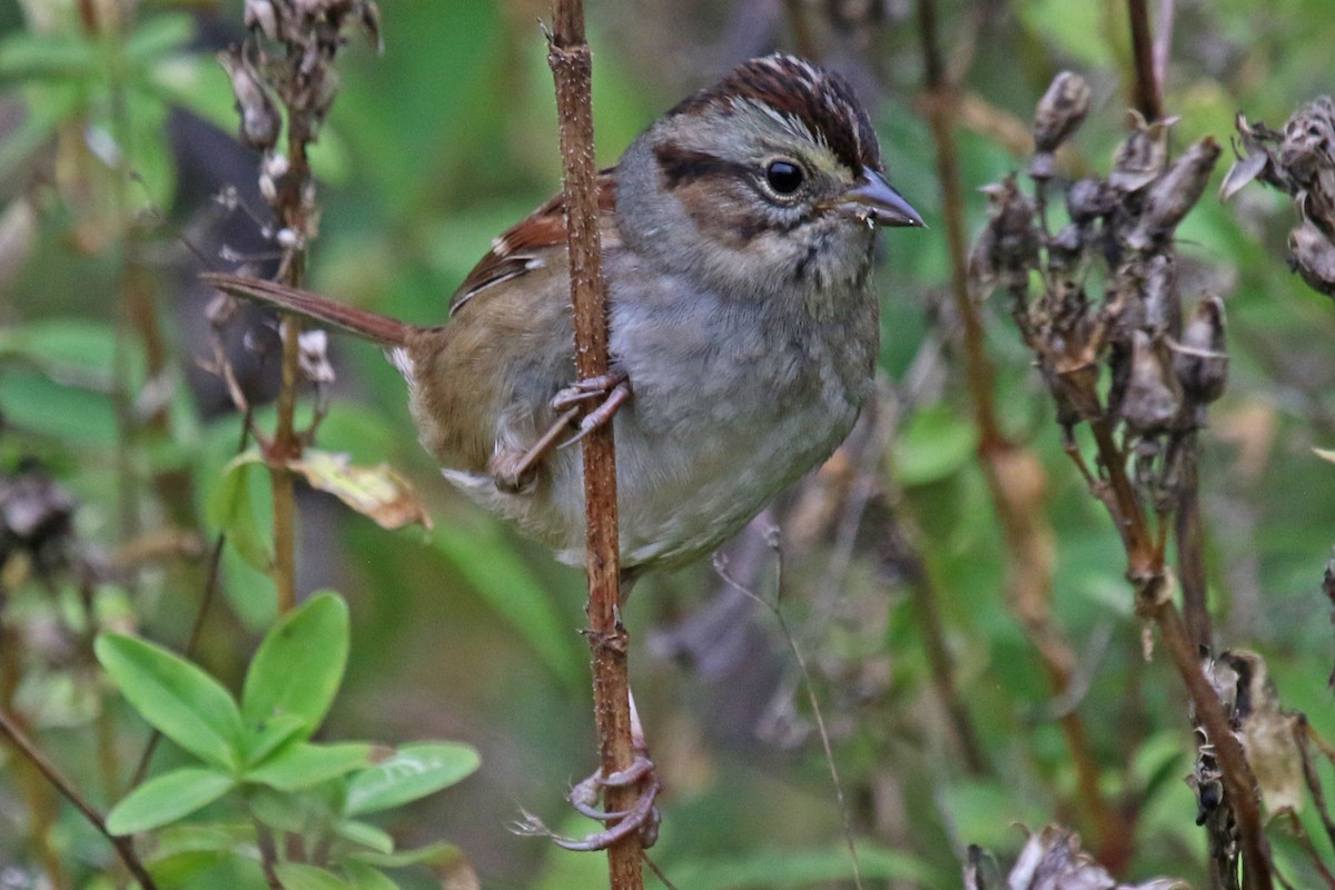 Swamp Sparrow - ML382457091