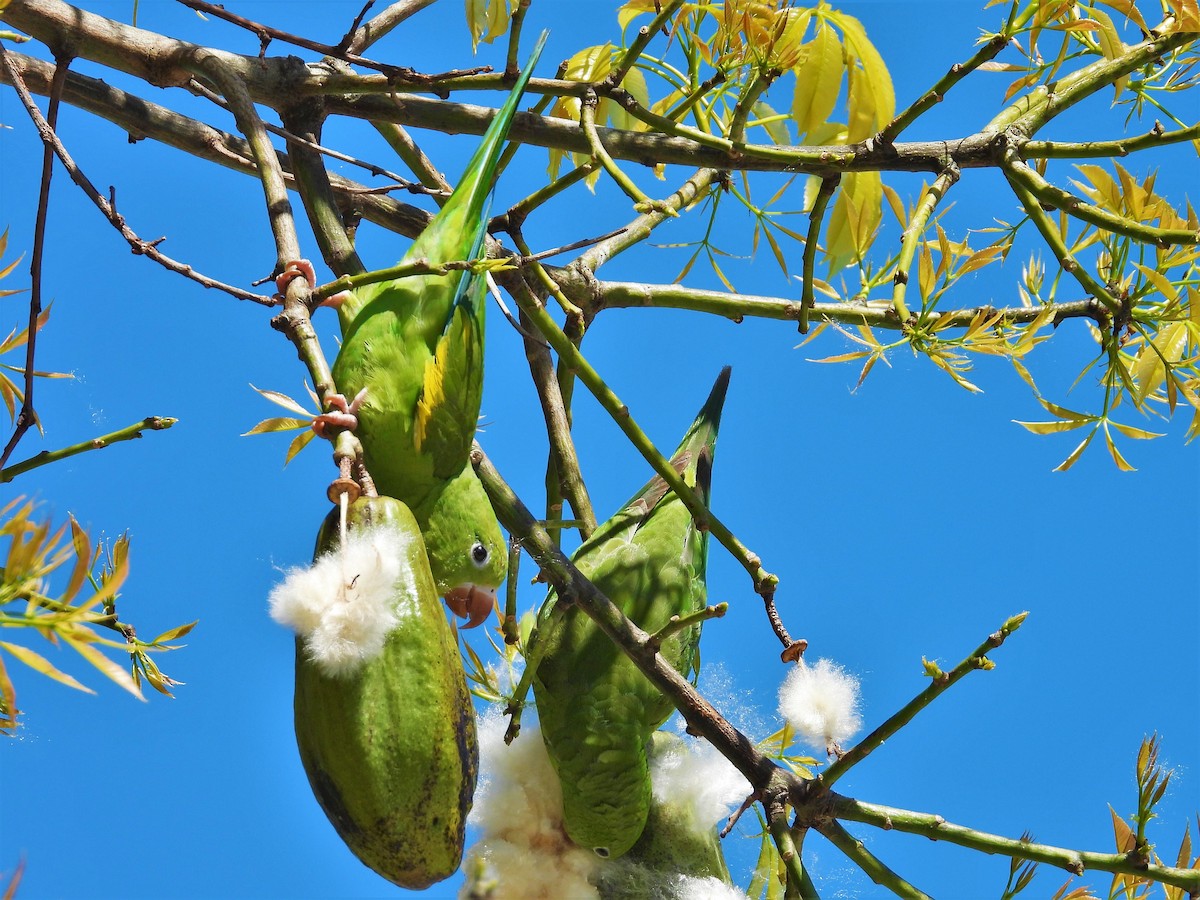 Yellow-chevroned Parakeet - ML382457481