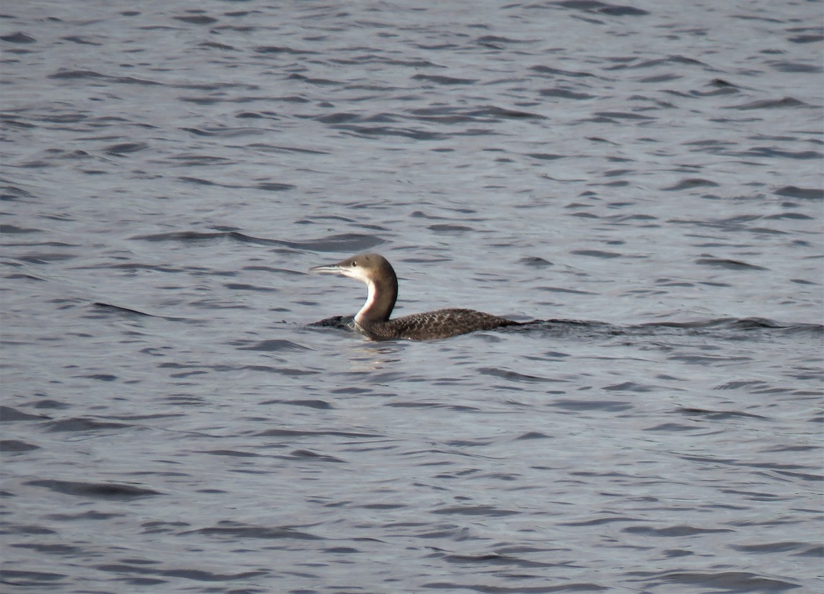 Pacific Loon - ML382460731