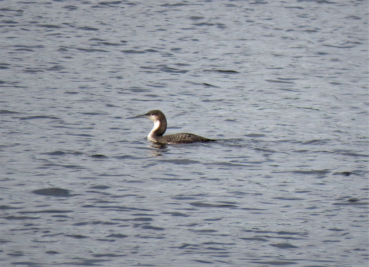 Pacific Loon - ML382460751