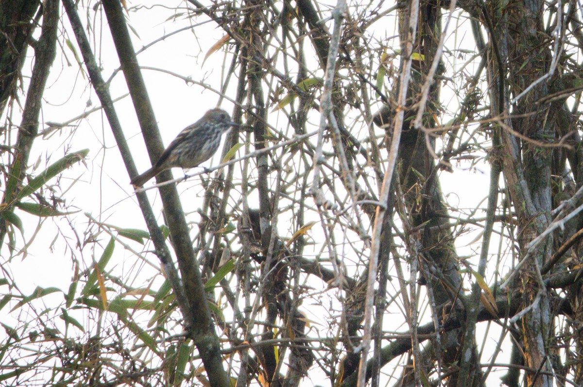 Blue-billed Black-Tyrant - ML382461661