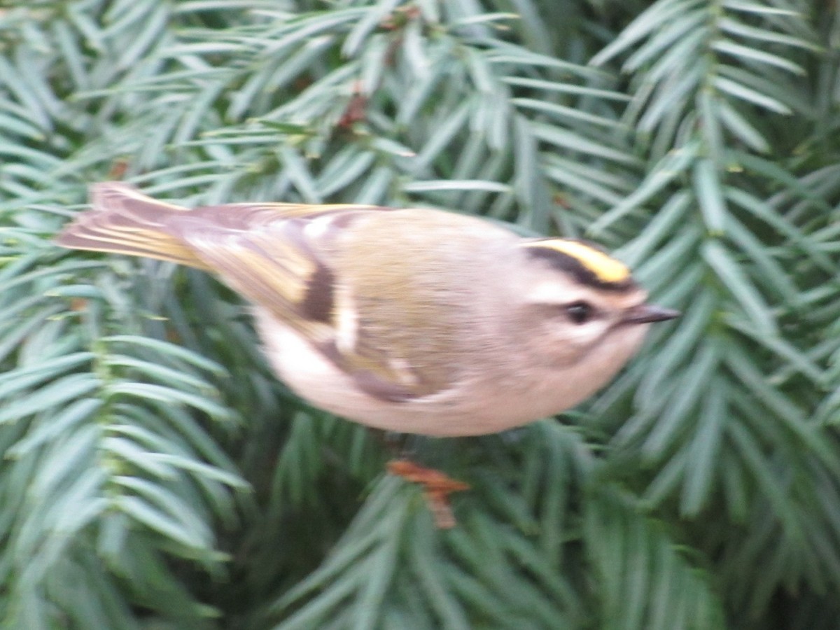 Golden-crowned Kinglet - ML38246351