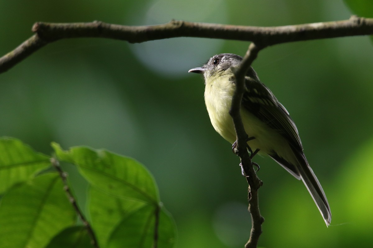 ハシボソハエトリ - ML382464001