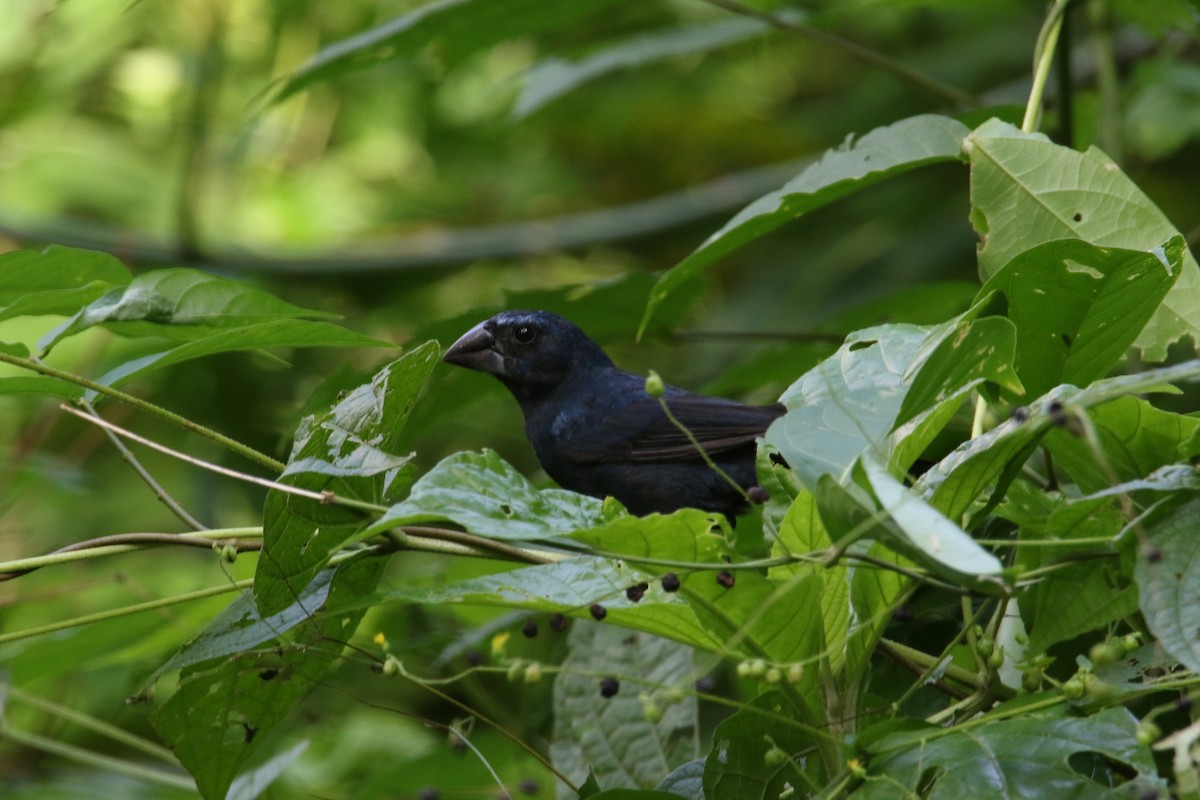 クロルリノジコ - ML382464081