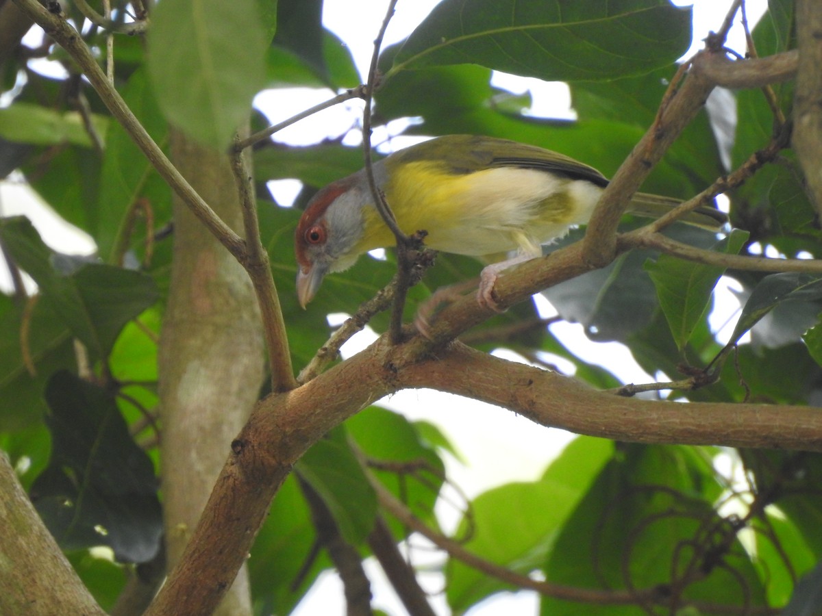 アカマユカラシモズ - ML382464671