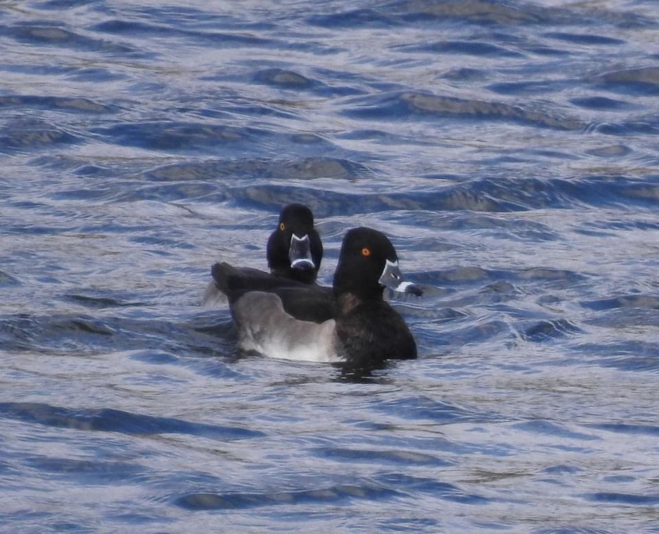 Ring-necked Duck - ML382465291