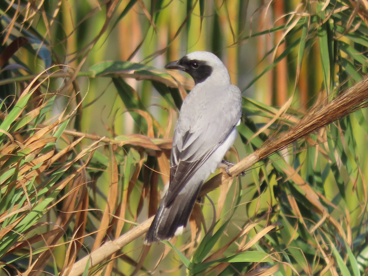 Black-faced Cuckooshrike - ML382466051