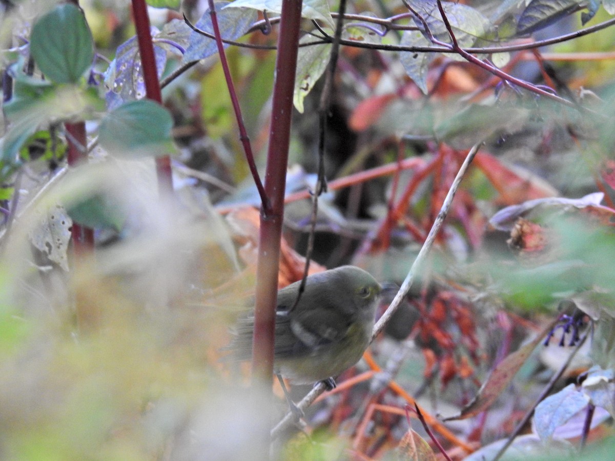 White-eyed Vireo - ML382466581