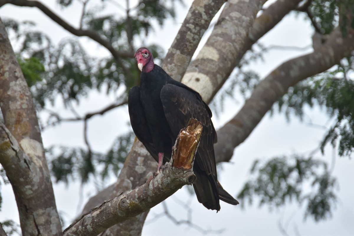 Turkey Vulture - ML382467221