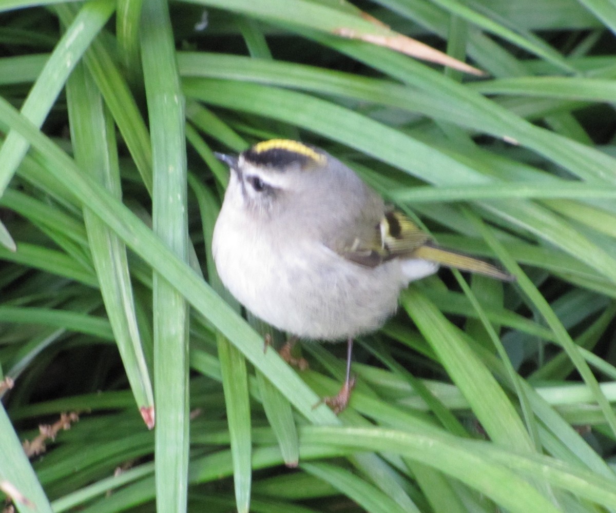 Golden-crowned Kinglet - ML38246731