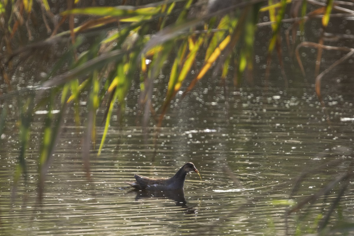 Gallinule d'Amérique - ML382467621