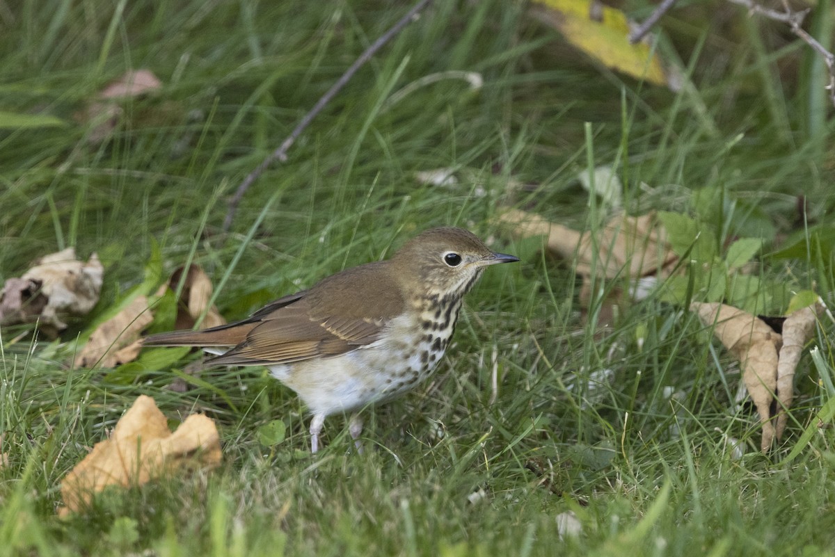 Hermit Thrush - ML382467811