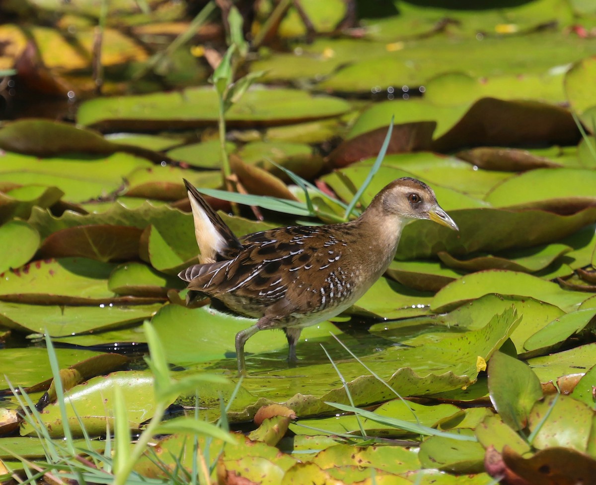 Sora - ML382468681