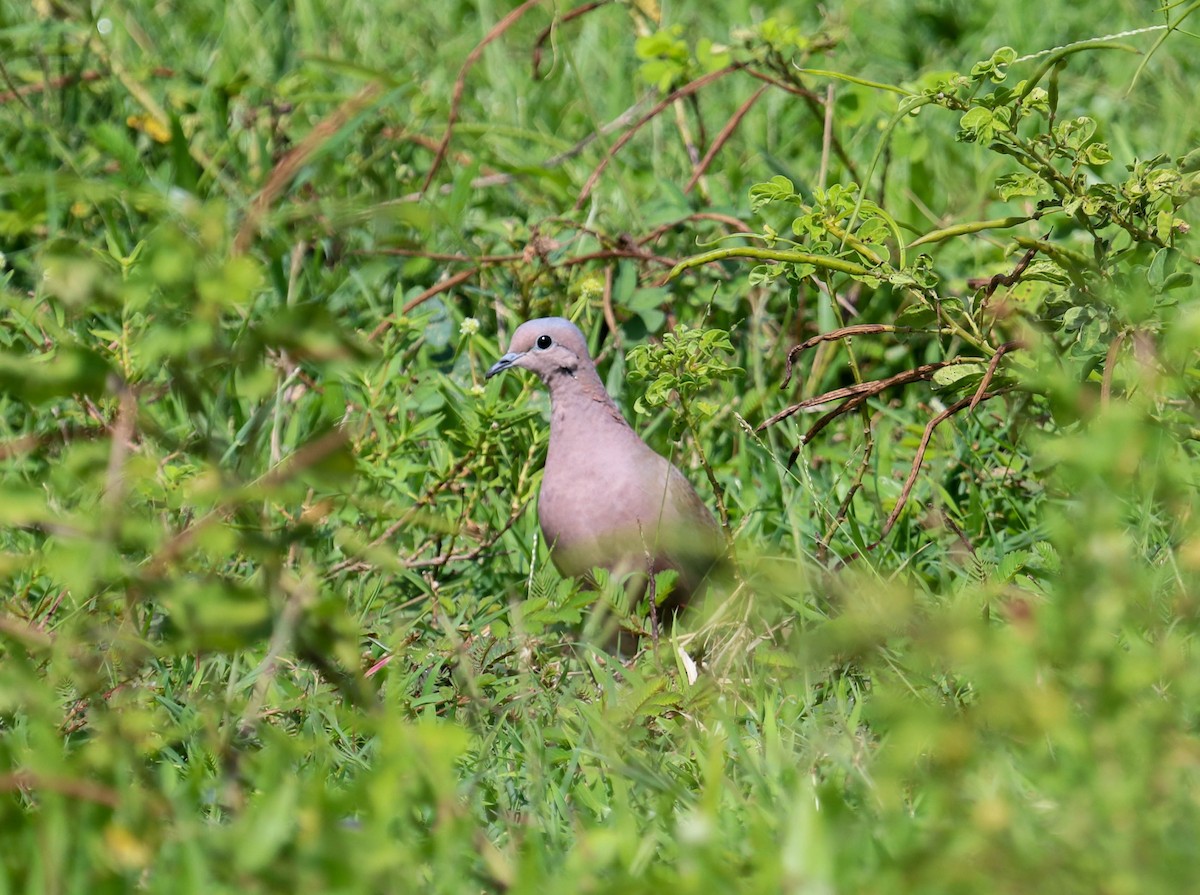Eared Dove - ML382469701