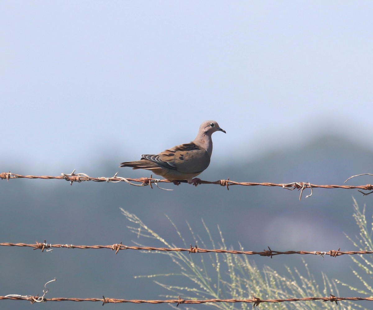 Eared Dove - ML382469731