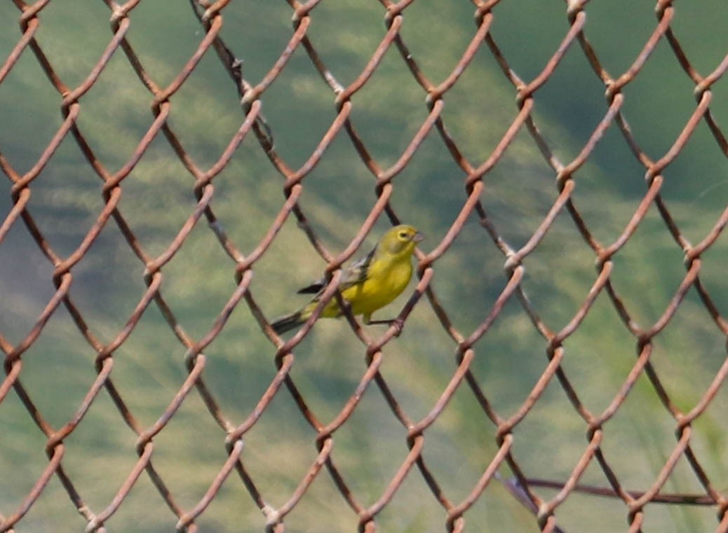 Grassland Yellow-Finch - ML382469991