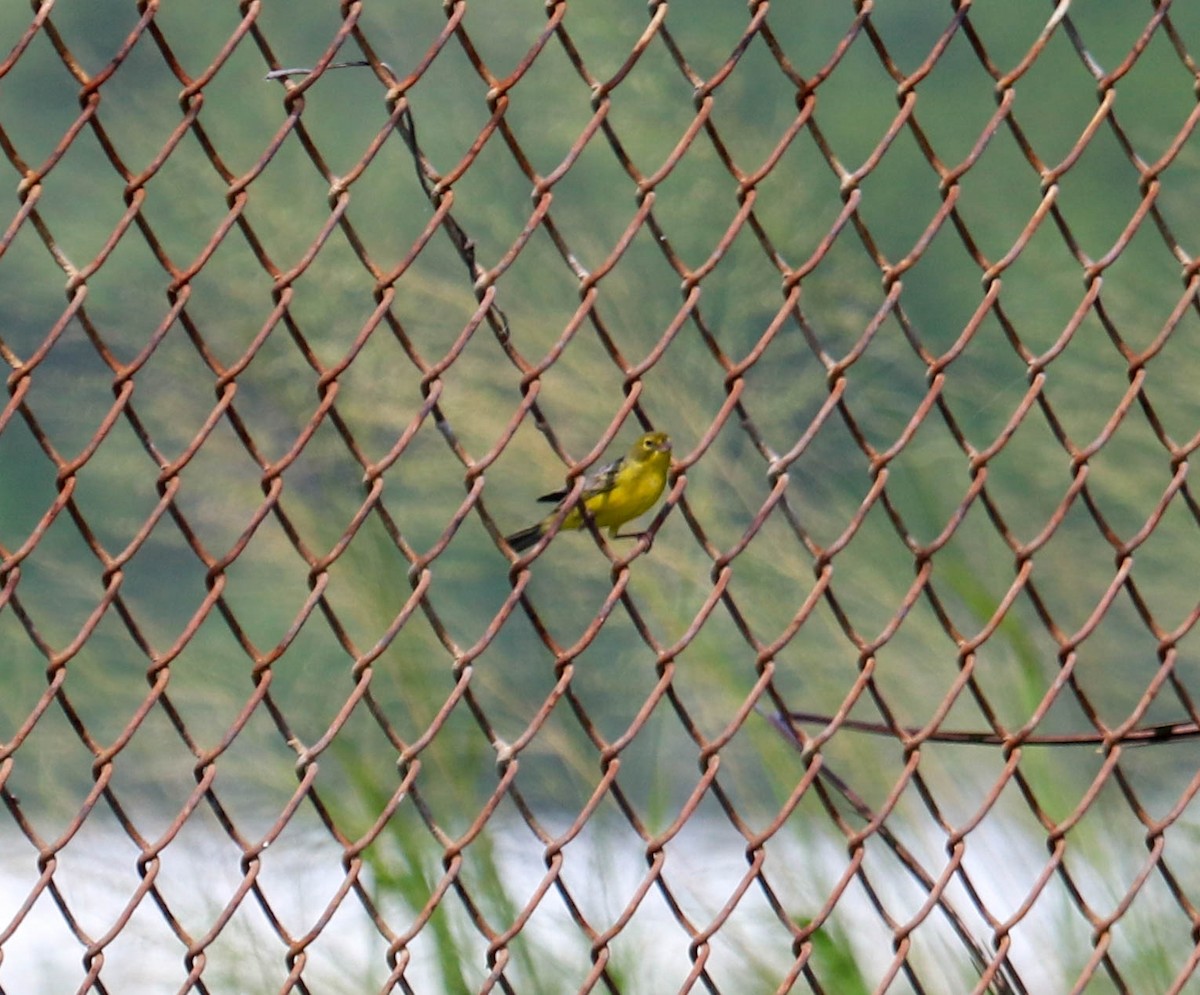 Grassland Yellow-Finch - ML382470031