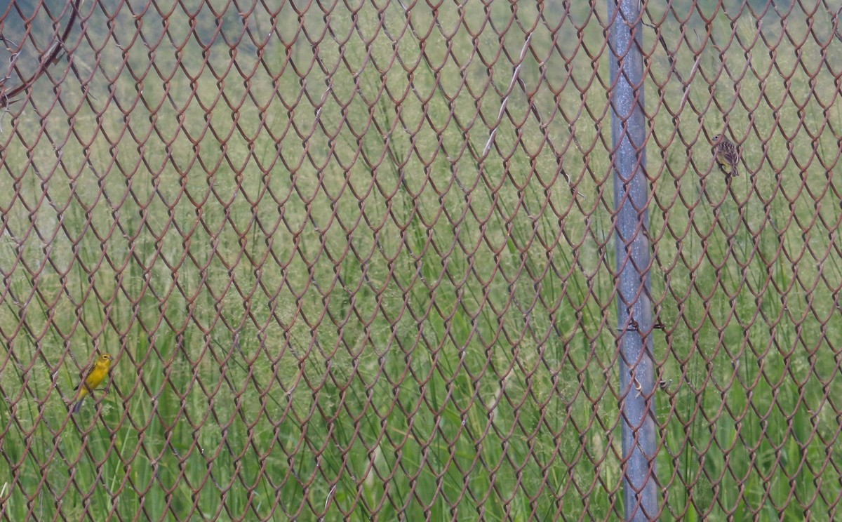 Grassland Yellow-Finch - ML382470061