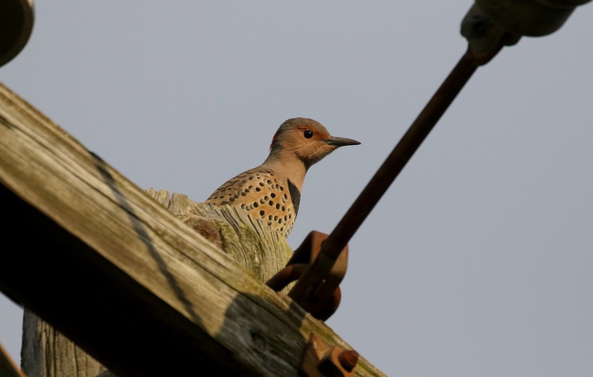 Northern Flicker (Yellow-shafted) - ML382470121