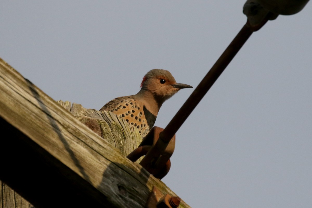 Northern Flicker (Yellow-shafted) - ML382470141
