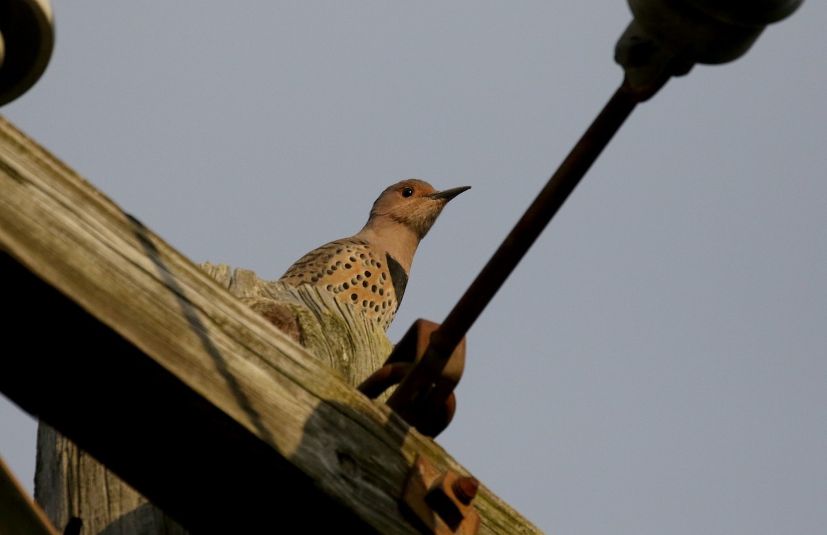 Northern Flicker (Yellow-shafted) - ML382470151