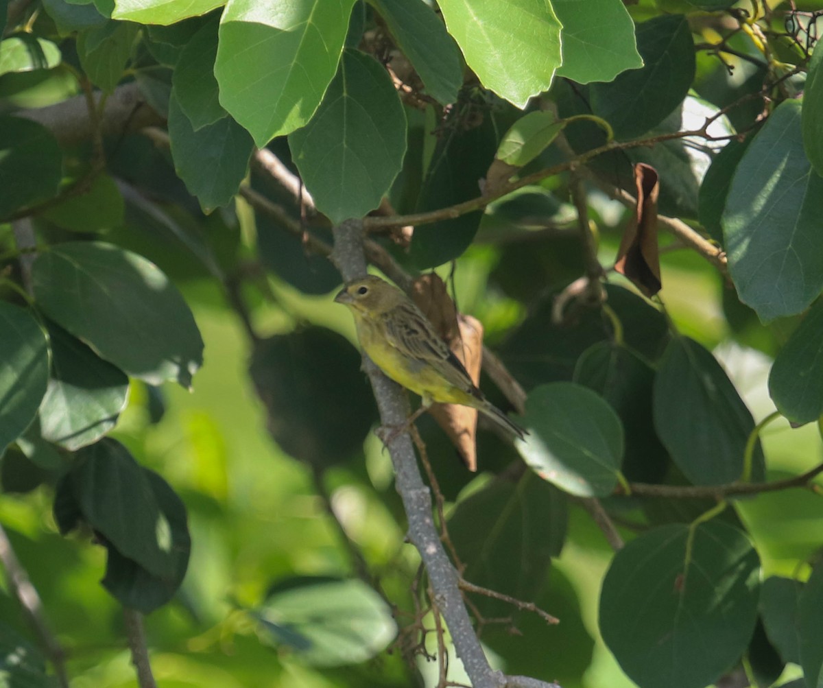 Grassland Yellow-Finch - ML382470241