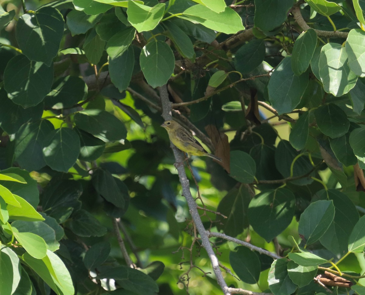 Grassland Yellow-Finch - ML382470261