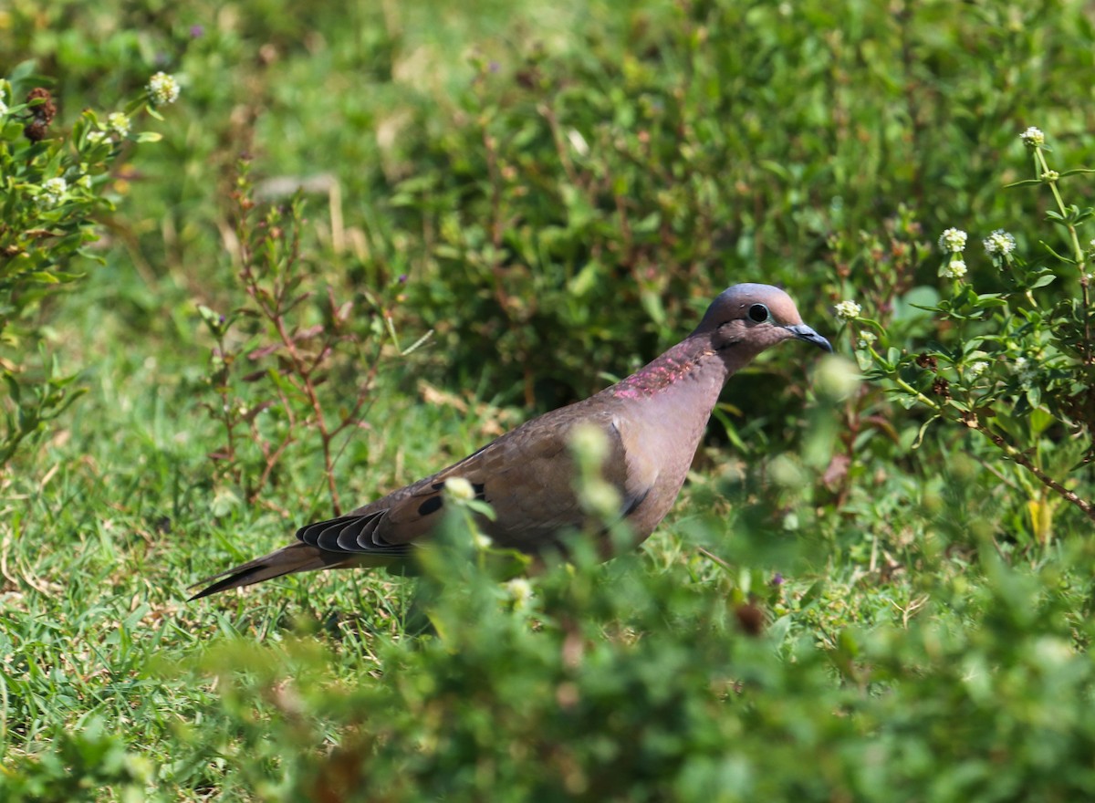 Eared Dove - ML382470331