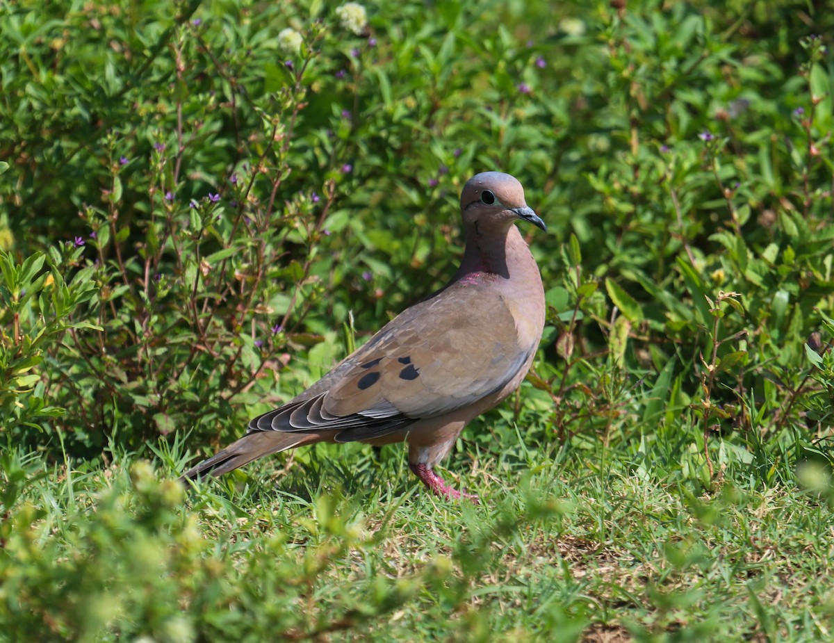 Eared Dove - ML382470341