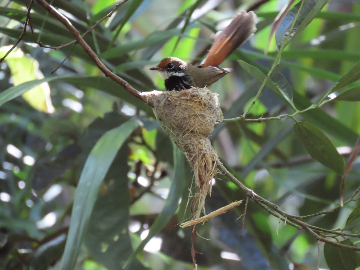 Australian Rufous Fantail - ML382472691