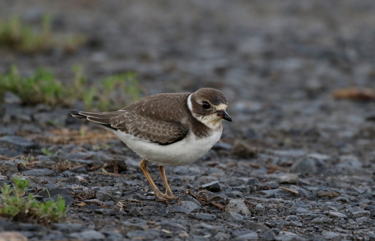 Semipalmated Plover - Jay McGowan