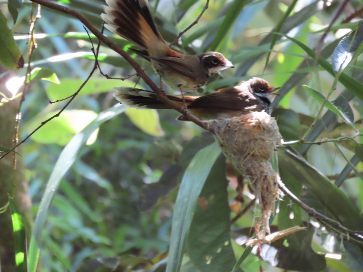 Australian Rufous Fantail - ML382473391