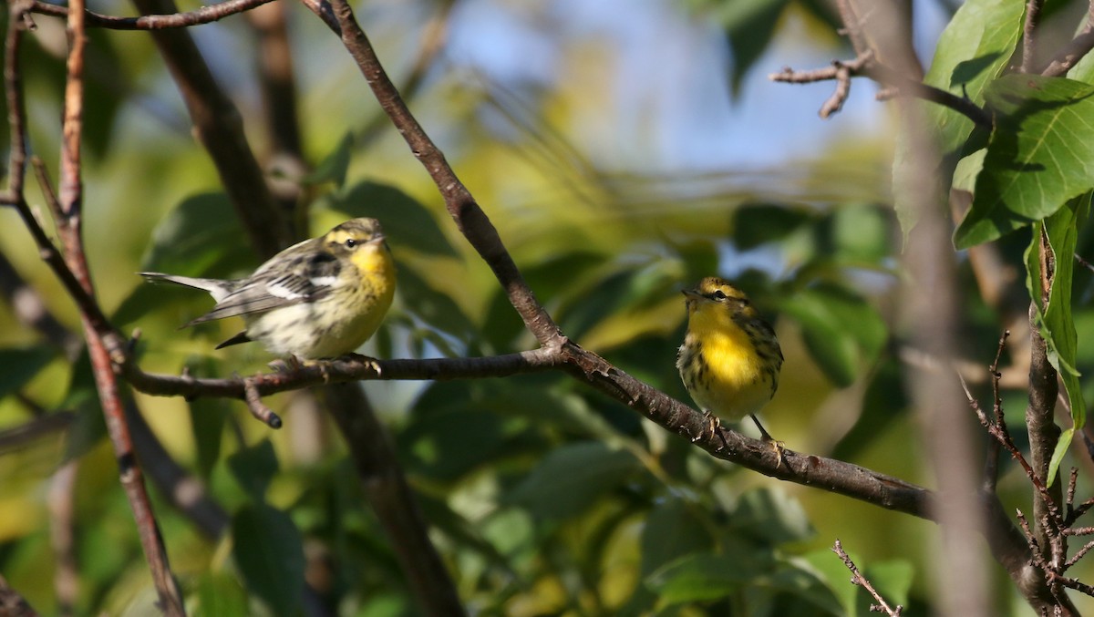 Blackburnian Warbler - ML382473631